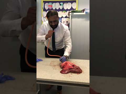 Lung inflation in Science Lesson #science #teacher #biology